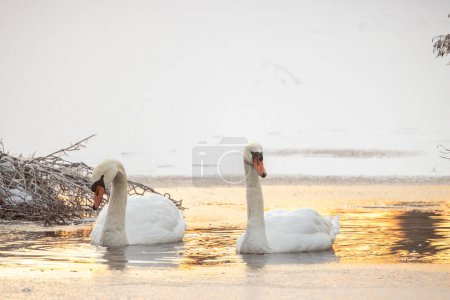 Two majestic swans are captured on a frosty lake as the first light of dawn reflects off the icy water. One swan is bending its neck towards the water, perhaps searching for food, while the other