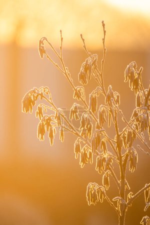 Das Bild zeigt einen zarten und ätherischen Blick auf schlanke Zweige, die von Frost bedeckt sind, im Gegenlicht des weichen, warmen Lichts der goldenen Stunde. Der Frost verleiht den Zweigen eine kristallene Qualität, die