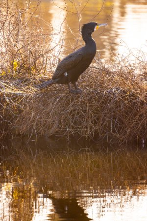 Dieses heitere Bild zeigt einen einsamen Kormoran, der während der goldenen Stunde auf einem Nest am Fluss thront. Die Hintergrundbeleuchtung der untergehenden Sonne umreißt den Vogel und das umgebende Schilf und unterstreicht