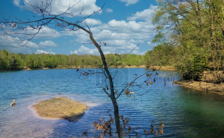 A tranquil scene unfolds at a secluded lake, where the serenity of nature is palpable. A barren tree in the foreground, with a few lingering dried leaves, contrasts the vibrant green of the distant