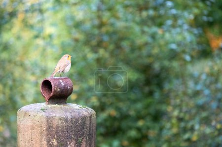 This image captures a solitary European Robin Erithacus rubecula perched thoughtfully on an old, weathered post, which was once part of a structure in a lush garden. The birds iconic orange breast