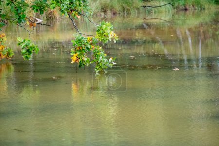 This image offers a glimpse into the quiet dialogue between land and water, focusing on a branch of an oak tree extending over a tranquil river. The leaves, caught in the subtle transition from green