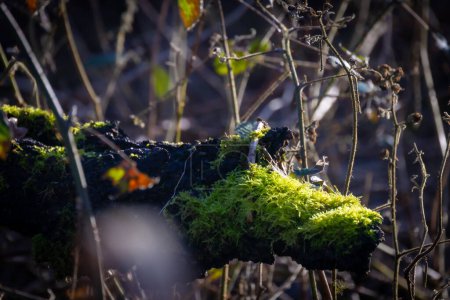 This image captures the small wonders of a forest ecosystem, highlighting a patch of vibrant green moss thriving on a decaying log. The mosss lush textures are illuminated by a shaft of sunlight that