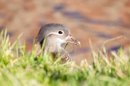 This image captures a young Mandarin duckling Aix galericulata peeking through lush green grass. The ducklings gray plumage, detailed with delicate white eye-stripes and brown speckles, contrasts