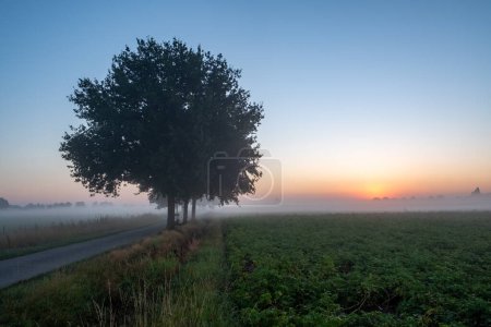 This image captures the serene atmosphere of a foggy sunrise on a country road. The silhouette of a large, leafy tree dominates the left side of the frame, standing as a sentinel over the mist-veiled