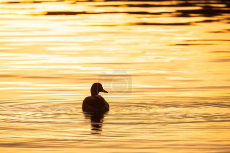 The image captures the tranquil moment of a duck silhouetted against the shimmering, golden surface of the water at sunset. The ripples around the duck are highlighted by the suns reflection