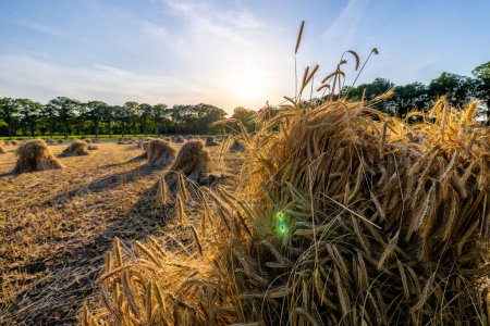 La fotografía muestra una vista de cerca de una gavilla de trigo, con la puesta de sol en el fondo que arroja una luz cálida y radiante. Destacan las hebras doradas de trigo, mostrando su textura