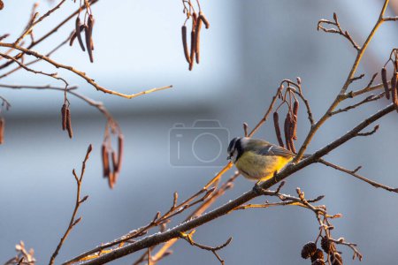 The image presents a different angle of the Blue Tit perched on a branch amidst Alder catkins, with its head turned, surveying its surroundings. The soft light of the winter morning gently highlights