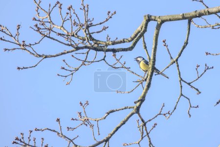 This image beautifully captures a Blue Tit, Cyanistes caeruleus, perched amidst the budding branches of a tree against a clear blue sky. The birds vibrant yellow underparts and distinctive blue cap