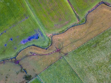 La photographie aérienne capture une riche tapisserie de terres agricoles, divisée en un patchwork de champs aux nuances de vert variables. Un groupe de vaches, apparaissant comme des points blancs, est dispersé sur un