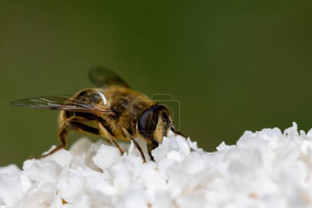 La imagen muestra un primer plano de una abeja, Apis mellifera, ya que recoge el néctar de las delicadas flores blancas de una flor. Las alas y el cuerpo de las abejas son finamente detallados, con iluminación natural que