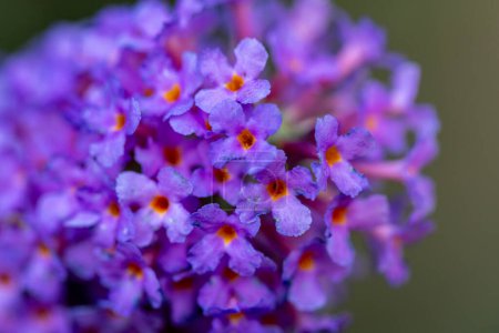 Esta imagen es una macro toma que captura los detalles vibrantes de Buddleia púrpura, también conocido como el Bush Mariposa, florece. Las diminutas flores están en varias etapas de floración, mostrando ricos pétalos púrpura