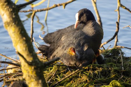 In this peaceful wildlife scene, a Eurasian Coot, identified by its slate-grey body and white bill, is seen on a nest with a chick. The nest, made of twigs and greenery, floats on the water, providing