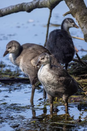 A pair of young Eurasian coots, Fulica atra, wade through shallow waters, surrounded by natural lake vegetation and fallen branches. Eurasian Coot Juveniles Exploring a Lakeside Habitat. High quality