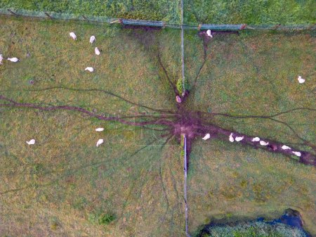 Esta imagen se toma desde una perspectiva aérea, mostrando un exuberante pasto verde con un grupo de ovejas pastando. El punto focal de la imagen es la convergencia de múltiples rastros animales que forman una estrella