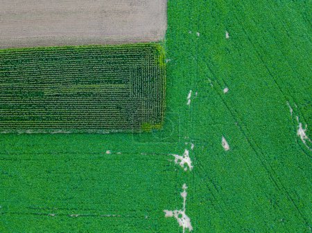 Cette photographie aérienne rapprochée révèle les motifs complexes de différentes plantations dans un champ agricole. La variété des textures et des nuances de vert illustre la diversité des cultures