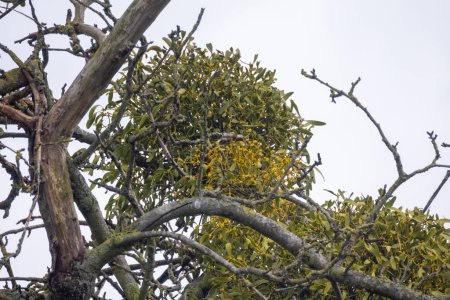 Dieses natürliche Bild zeigt Misteltrauben mit ihren ausgeprägten grünen Blättern und blassen Beeren, die sich zwischen den kahlen, sich drehenden Zweigen eines schlafenden Baumes vor einem gedämpften Himmel schmiegen und die