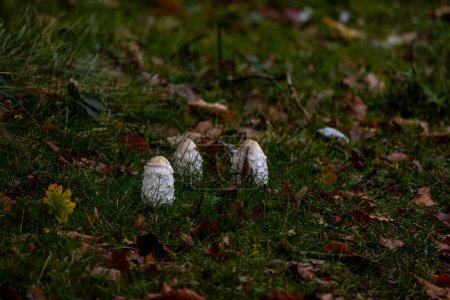 Une grappe de champignons Shaggy Ink Cap émerge de la terre riche et humide du sol forestier. Entourés de feuilles tombées et de verts pâles d'herbe, ces champignons se distinguent dans un cadre naturel qui