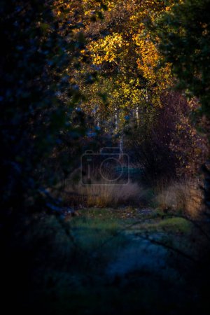 L'image capture l'allure mystérieuse d'un sentier d'automne ombragé par les arbres. Une lumière tamisée filtre à travers la canopée, illuminant les teintes dorées des feuilles, invitant le spectateur dans la