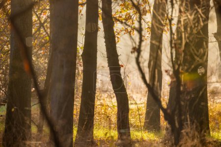 Téléchargez les photos : Une matinée d'automne sereine est magnifiquement capturée alors que la brume se tisse dans une forêt, la lumière du soleil créant une lueur douce et enchanteresse. Les arbres sont hauts, partiellement voilés par l'air brumeux, tandis que le chaud - en image libre de droit