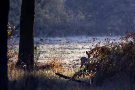 This atmospheric photo captures a solitary deer bathed in the soft glow of a misty morning. The scene is set in a serene forest, with the first light of dawn piercing through the trees and