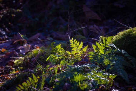 This serene image features a close-up of green ferns in a forest setting, highlighted by shafts of sunlight piercing through the canopy. The ferns delicate fronds are contrasted with the forest floor