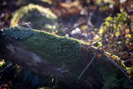 This image captures the serene beauty of a moss-covered log in a forest setting, basking in the soft light of the morning sun. The delicate interplay of light and shadow highlights the intricate