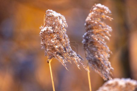 The image showcases a pair of reed plumes, their textures made more intricate by a dusting of frost. The golden light of the winter sun enhances the warm tones of the background, creating a soft