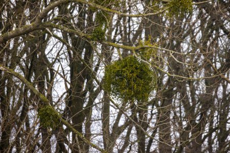 Ein großer Büschel Misteln hängt inmitten des komplizierten Netzes kahler Zweige in einem Winterwald, dessen dichtes Grün einen starken Kontrast zu den schlummernden Bäumen ringsum bildet. Mysteriöse Misteln