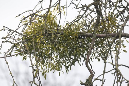 Un amas de gui vert vif donne vie aux branches autrement nues d'un arbre. Le ciel couvert jette une lumière douce, soulignant la résilience des plantes pendant la saison de dormance. Verdoyant
