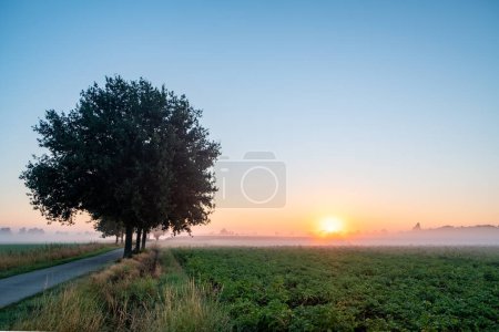 This image captures the tranquil essence of a countryside morning. The focal point is a large, solitary tree standing proudly along a meandering rural road. The tree, lush and full, casts a gentle