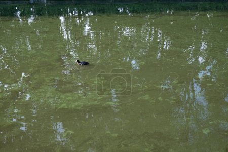Esta imagen captura un pato solitario navegando a través de una vía fluvial afectada por una floración significativa de algas, comúnmente conocida como algas azul-verdes. La superficie de las aguas está moteada con los tonos verdosos de la