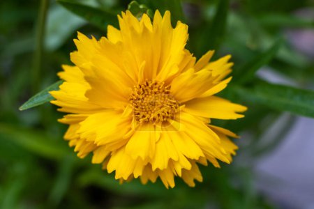 This image focuses on a bright yellow Calendula flower, captured in natural light that enhances its vibrant hue and delicate petal texture. The blurred green background emphasizes the flowers bold