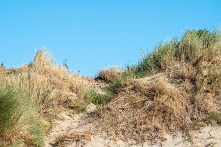 A vibrant portrayal of the dynamic dune landscape, showcasing layers of wind-swept grasses in varying shades of green and yellow, set against a clear blue sky. The texture and movement of the grasses