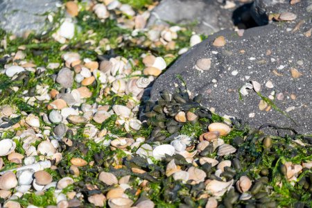 Une image rapprochée capture les riches textures et la variété des coquillages mélangés à des algues vertes vibrantes, éparpillées sur la côte rocheuse, faisant allusion à la diversité de la vie cachée dans la zone de marée.