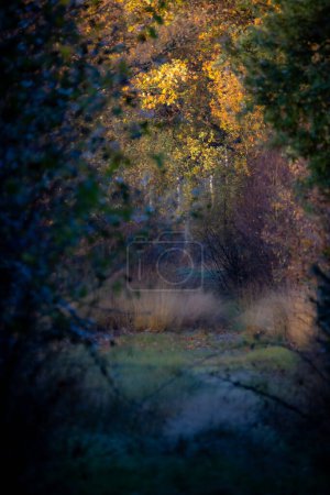 This captivating image draws the viewer into the depths of an autumn forest with a hidden path. The soft focus and gentle lighting create an ethereal atmosphere, while the fall colors in the