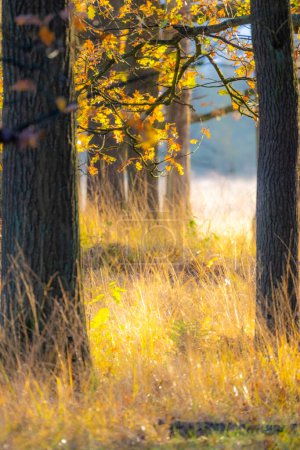 Ein idyllisches und weich fokussiertes Bild, das das warme goldene Licht eines Herbsttages zeigt, während es durch die wechselnden Blätter in einem friedlichen Wald filtert. Die ruhige Atmosphäre wird durch den Schein verstärkt, der