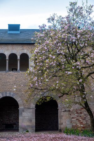 Trèves, Rijnland-Palts, Allemagne, 23 mars 2024, Un arbre délicat orné de fleurs printanières donne vie à la cour en pierre des cloîtres historiques. Les branches fleuries se distinguent