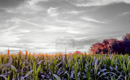 The vivid contrast between the darkening skies and the last rays of the sun setting behind a verdant cornfield creates a dramatic and moody landscape. The corn leaves are tinged with the sunsets glow