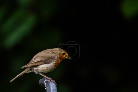 This image captures the profile of a European Robin, scientifically known as Erithacus rubecula, perched on a metal pole. The robin, easily identifiable by its orange red breast and face, contrasts