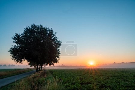 This serene image portrays a misty dawn over agricultural fields with the sunburst emerging on the horizon. A row of mature trees stands prominently on the left, with the nearest tree centrally