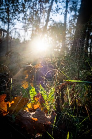 This evocative image showcases the beauty of an autumn forest at sunrise. The suns brilliant flare creates a dramatic backlight that illuminates the scene, highlighting the fine details of the