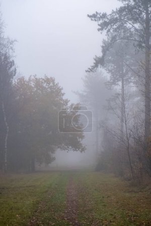 A narrow, grass-lined trail leads into a forest shrouded in a dense mist, creating an enigmatic atmosphere. The trees emerge as faint silhouettes, their forms softened and obscured by the fog. The