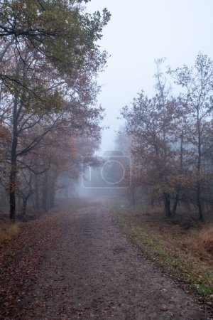 This captivating image presents a lone path meandering through an autumnal forest, the trees standing as quiet witnesses to the seasons change. The fog creates a veil of mystery, hinting at the