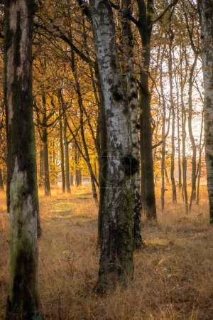 The golden light of the setting sun filters through a serene grove of birch and oak trees, casting long shadows and highlighting the textures of the tree bark. The warm tones of the leaves contrast