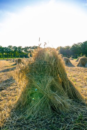 Une scène rurale idyllique est présentée avec une meule de foin solitaire centrée dans un champ sous le soleil de fin d'après-midi. La meule de foin se distingue par ses textures complexes et le motif naturel du foin