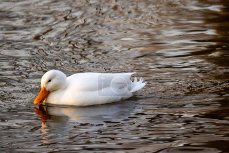 This serene image captures a white domestic duck, commonly known as the Pekin Duck, Anas platyrhynchos domesticus, smoothly gliding across the water. The ducks pristine white feathers contrast