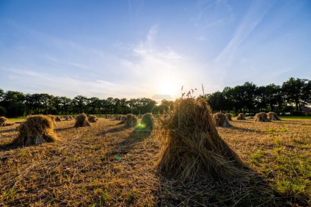 This picturesque image captures the essence of rural life as the setting sun casts a golden glow over a hayfield. Traditional hay stooks stand proudly scattered across the field, a nod to time-honored