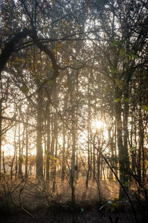 Cette image capture la beauté sereine d'une forêt au lever du soleil. La lumière douce et dorée du soleil coule à travers le réseau dense de branches, créant un éclat éclatant de rayons de soleil et projetant une douce