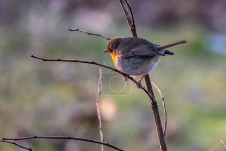This image provides an alternate view of the European Robin Erithacus rubecula as it rests on a network of fine, bare branches. The robin is depicted from behind, with its head turned to the side